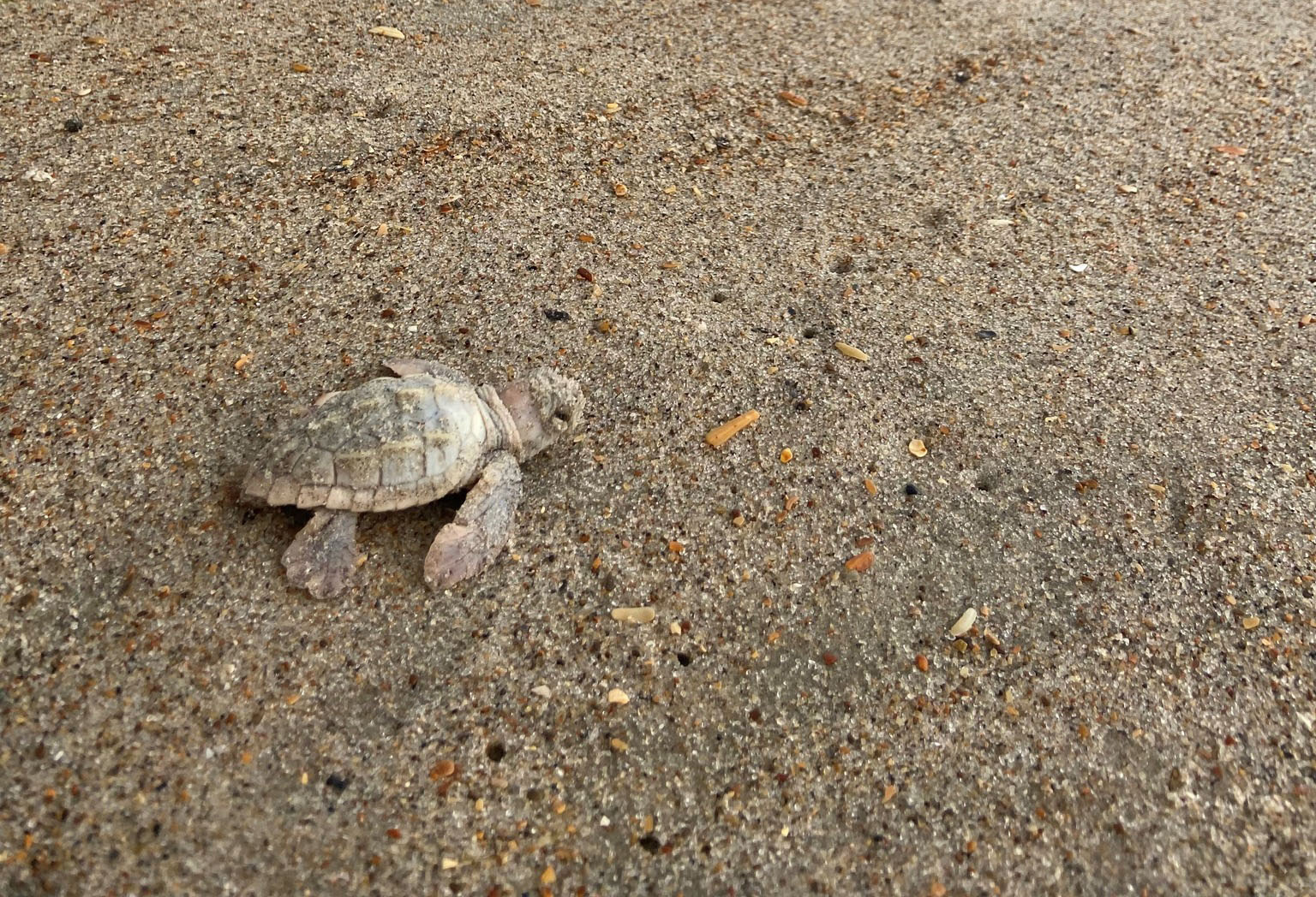 National Seashore Biologists Find Rare Leucistic Loggerhead Sea Turtle