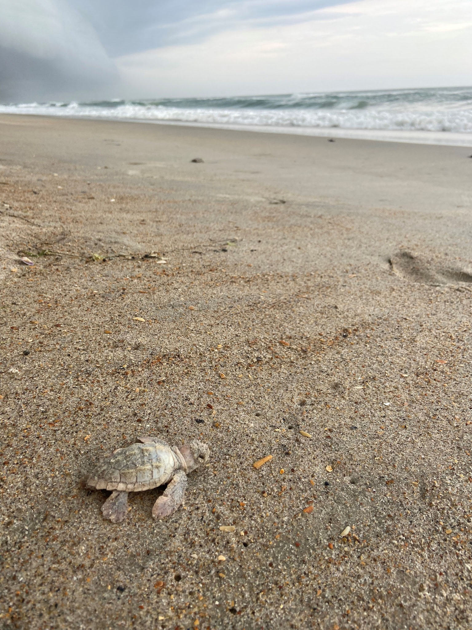 National Seashore Biologists Find Rare Leucistic Loggerhead Sea Turtle