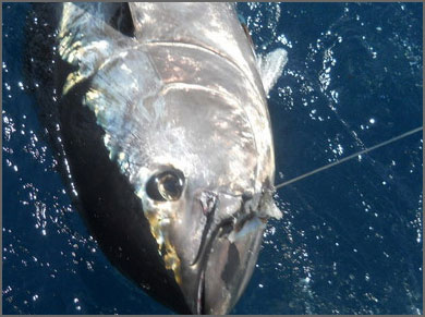 Will increased bluefin tuna quota benefit local fishermen -- or
