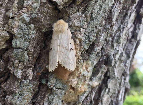 spongy moth (Lymantria dispar) adult - Entomology Today
