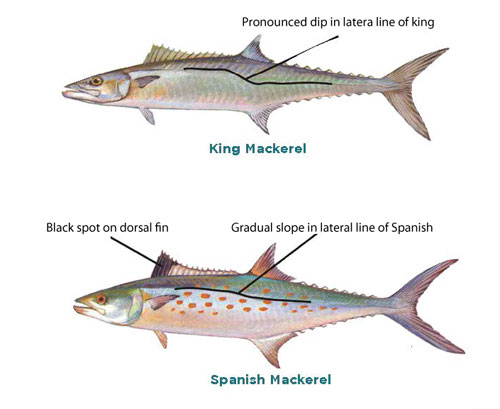 State urges anglers to learn difference between king and Spanish mackerel