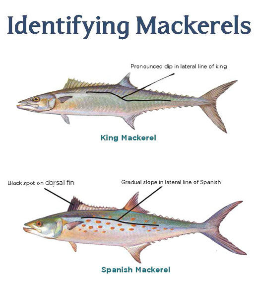 State Urges Fishermen To Learn The Difference Between King Mackerel And