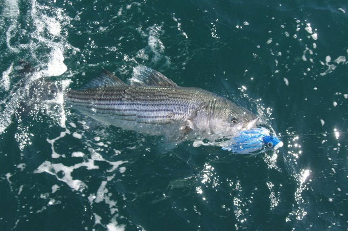 MFC Adopts No-Possession Limit for Striped Bass in Some Internal