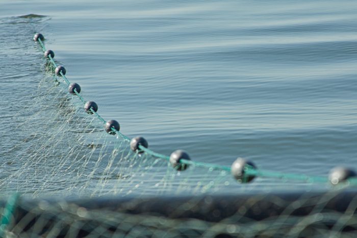 Division of Marine Fisheries seeks input on automated system for anchored  gill net fishery