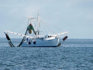 New Protected Species Handling and Reporting Information for the Shrimp  Trawl Fisheries