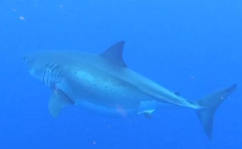 Cluster of Great White Sharks off Outer Banks Garner Attention from ...