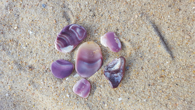 Polished Purple Clam Shell