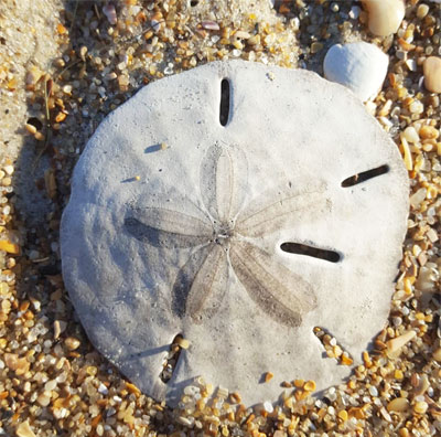 A Beachcomber's View: A Closer Look at Sand Dollars | Island Free Press