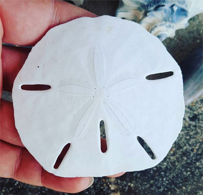 A Beachcomber’s View: A Closer Look at Sand Dollars | Island Free Press