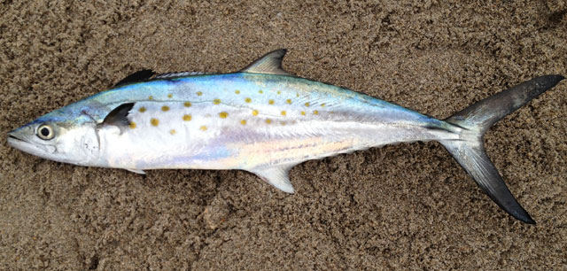 Commercial Spanish mackerel harvest closes Saturday