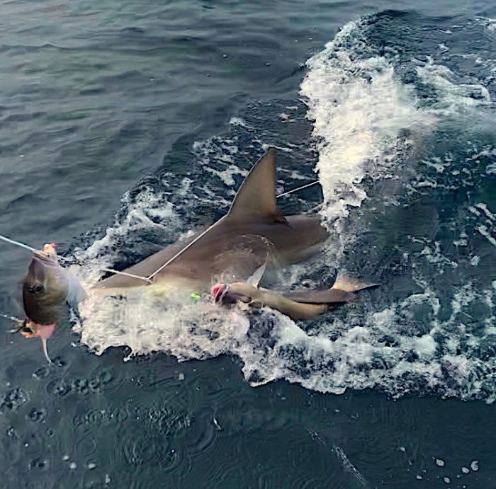 Sea Grant Research Could Help Commercial Fishers Keep Sharks off
