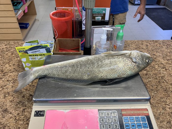 IMG 1986 Avon Angler Breaks IGFA World Record for Southern Kingfish