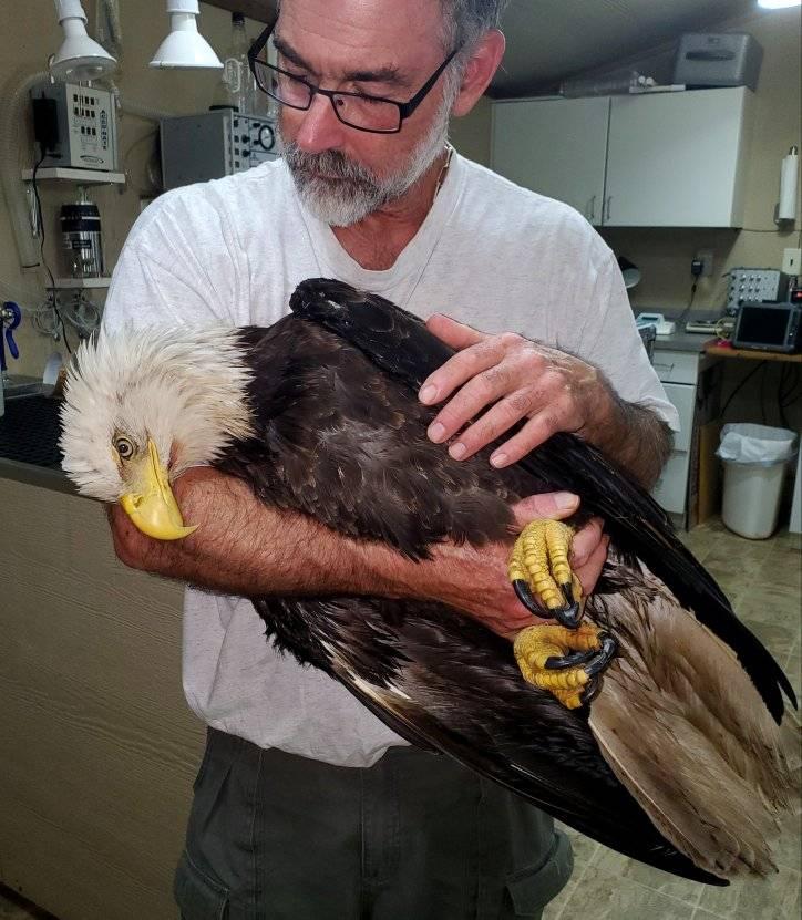 Bald Eagle Released After a Brief Visit with Hatteras Island Wildlife  Rehabilitation | Island Free Press