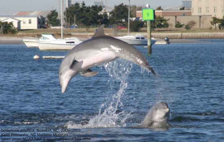 The 7 Types of Dolphins Found in South Carolina! (2023) - Bird