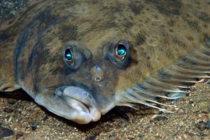 Flounder regulations differ from NOAA proposal