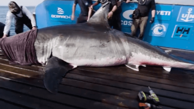 Great white shark Nukumi, a matriarch, pings off Hatteras Island