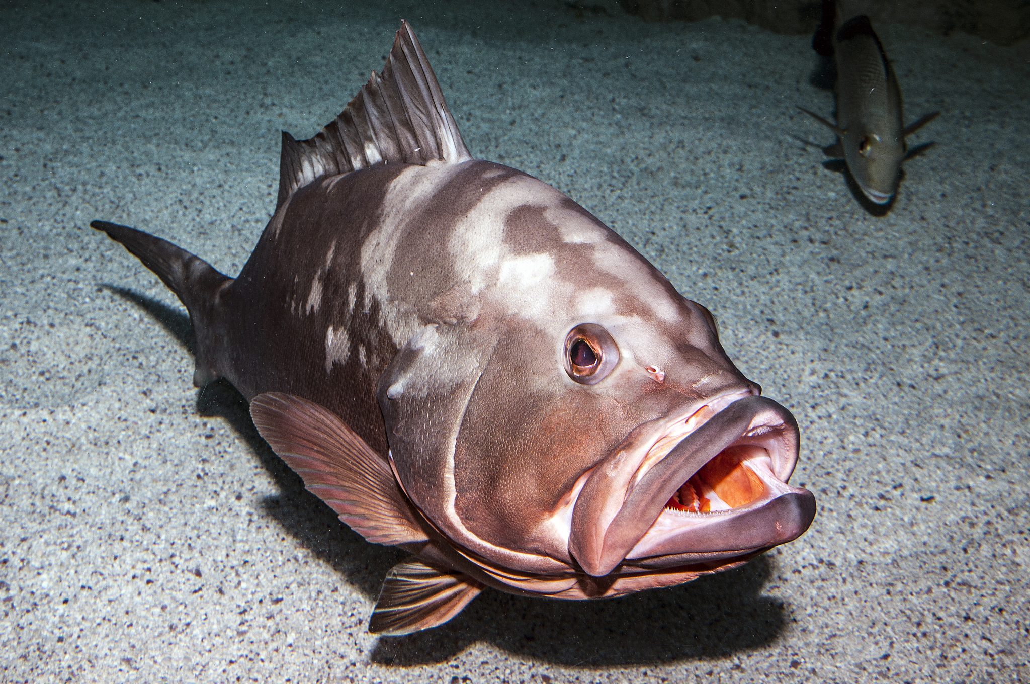 What’s on the line? Grouper in North Carolina Island Free Press