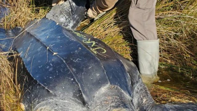 Leatherback Sea Turtle Found Dead on Hatteras Island | Island Free Press