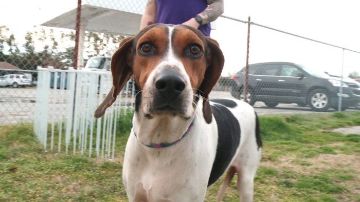 Meet the Outer Banks SPCA Pet of the Week Tarantino | Island Free Press