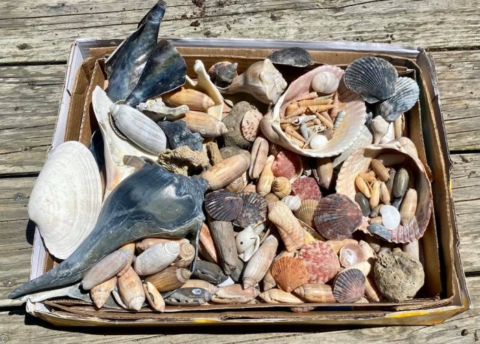 A Beachcomber's View: A Closer Look at Sand Dollars