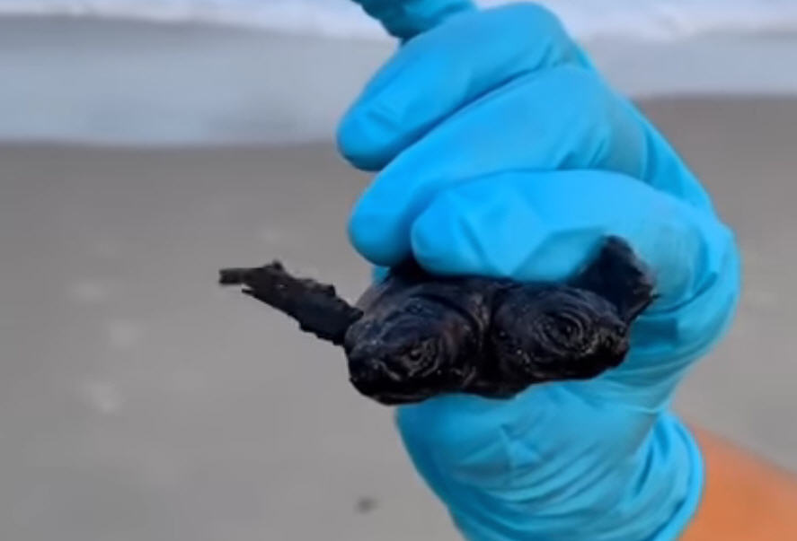 Two-headed sea turtle hatchling discovered near ORV Ramp 32 on Hatteras ...