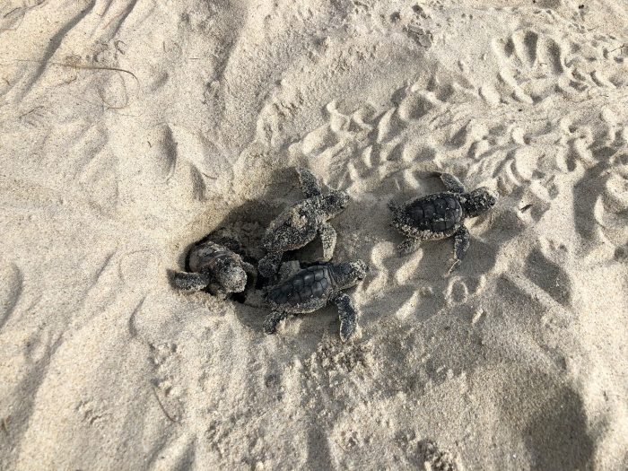 With 378 nests reported, 2022 is the second-busiest sea turtle nesting season ever for the Cape Hatteras National Seashore