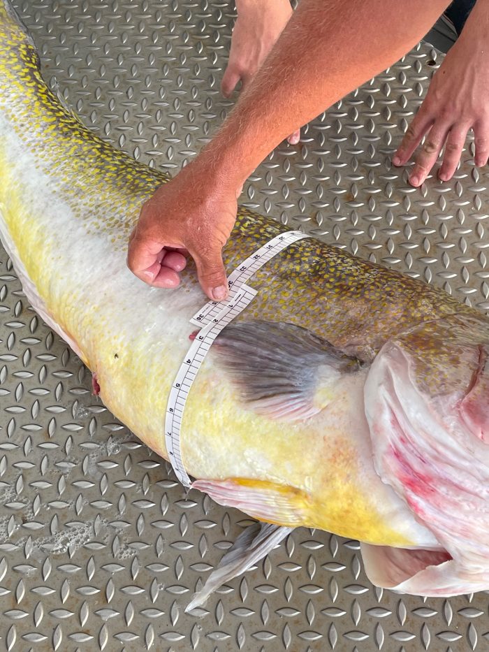 State certifies new state record golden tilefish | Island Free Press