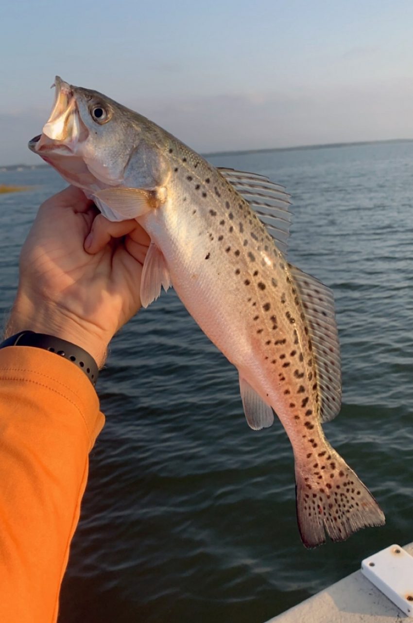 How to Catch Speckled Sea Trout -Tips and Techniques to Land Sea Trout