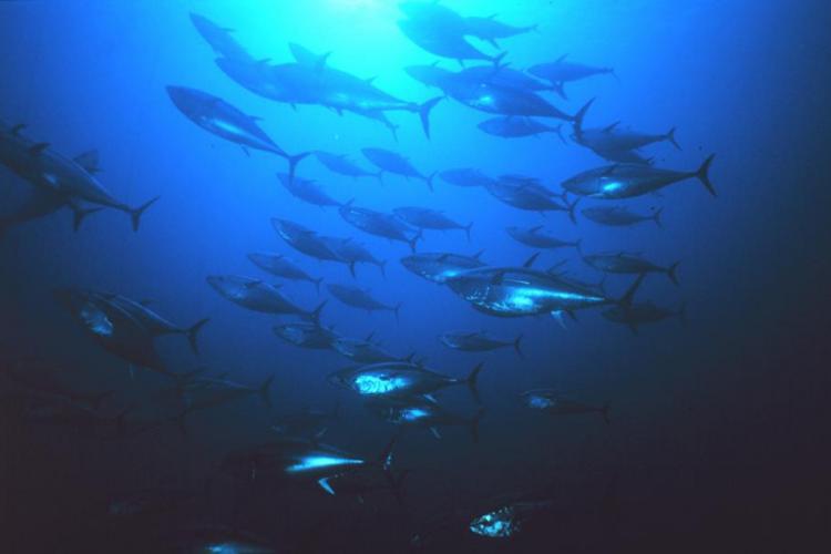 Tuna fishing, Sea anglers with fish in the United States, Female