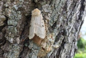 Annual spongy moth trapping to begin later this month