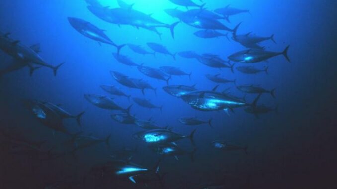 Final Rule: Restricted-Fishing Days For The 2023 Atlantic Bluefin Tuna  Fishery - The Fisherman