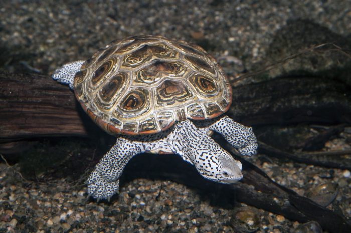 ‘Cool critters’: Spotlight on 12 species of freshwater turtles | Island ...