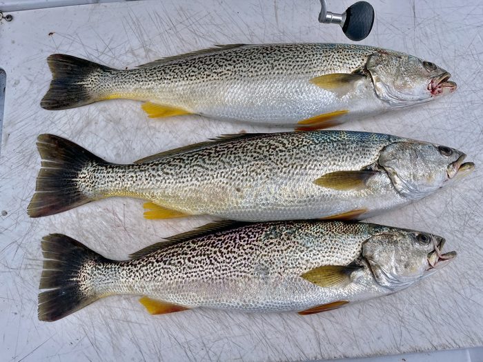 Weakfish - High-Low Rig - The Fisherman