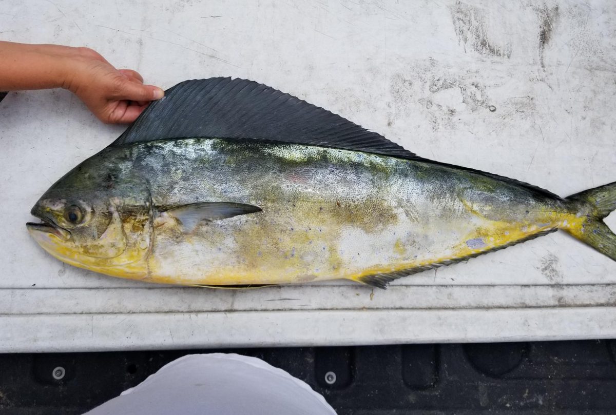 State certifies first state record Pompano Dolphinfish, and it may be a