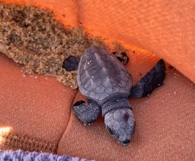 Tiny turtles come out of shells