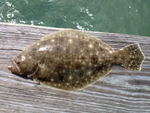 North Carolina flounder: Prices rise, but Southern species cut back to  rebuild stock