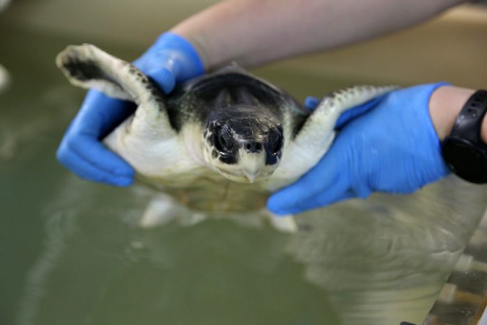 Zoo takes in 10 tiny turtles at conservation lab