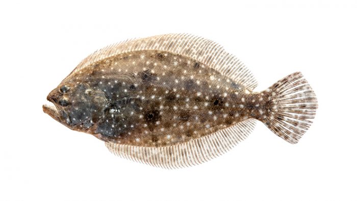 Recreational spring season for ocellated (Gulf and summer) flounder in  Atlantic Ocean will not occur in 2023