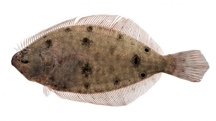 Recreational spring season for ocellated (Gulf and summer) flounder in  Atlantic Ocean will not occur in 2023