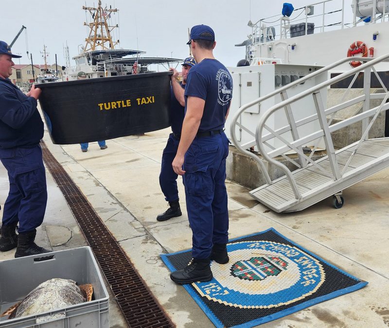 Groups join forces to save, release cold-stunned sea turtles | Island ...