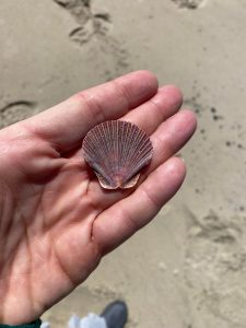 A Beachcombers View: Scallops – Watchers of the Sun