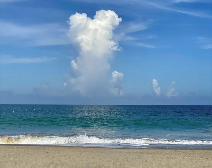 A Beachcomber's View: A Closer Look at Sand Dollars