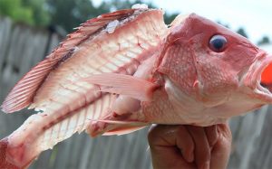 The fish were biting for Riverhead's 25th Annual Snapper