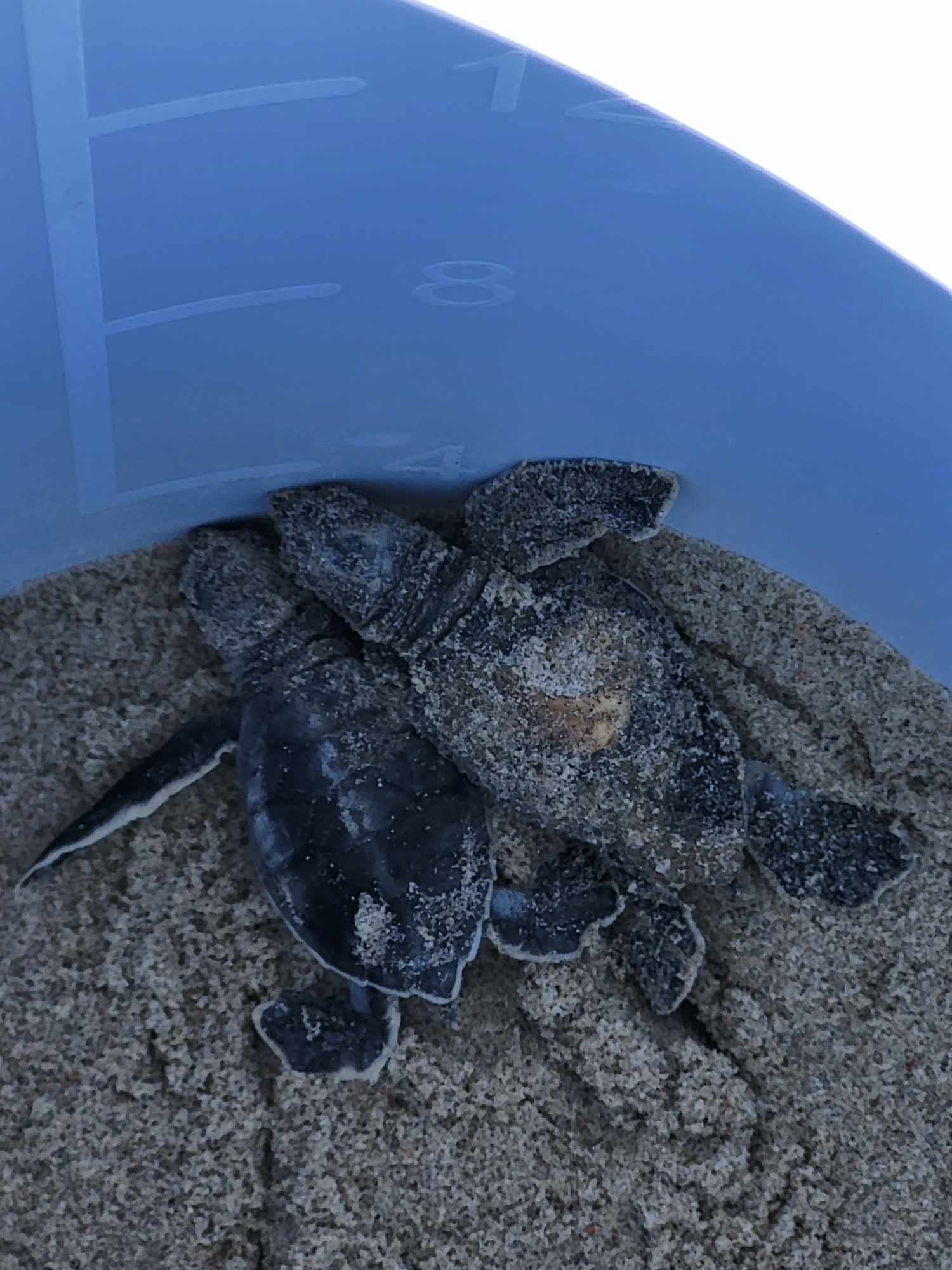 Public sea turtle nest excavation on Ocracoke Island uncovers three