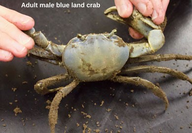 Blue-Land-Crab-SCDNR_E-Weeks-2