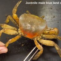 Blue-Land-Crab-SCDNR_E-Weeks