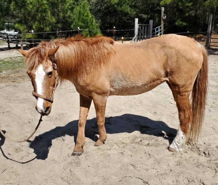 the smallest horse in the world 2022