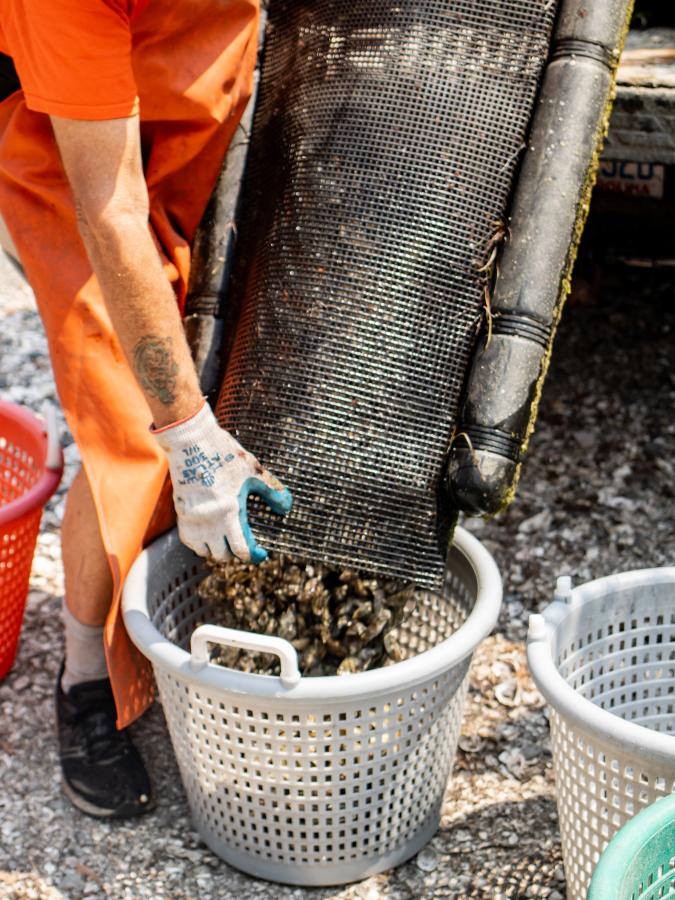 North Carolina Oyster Month returns October 2024 | Island Free Press