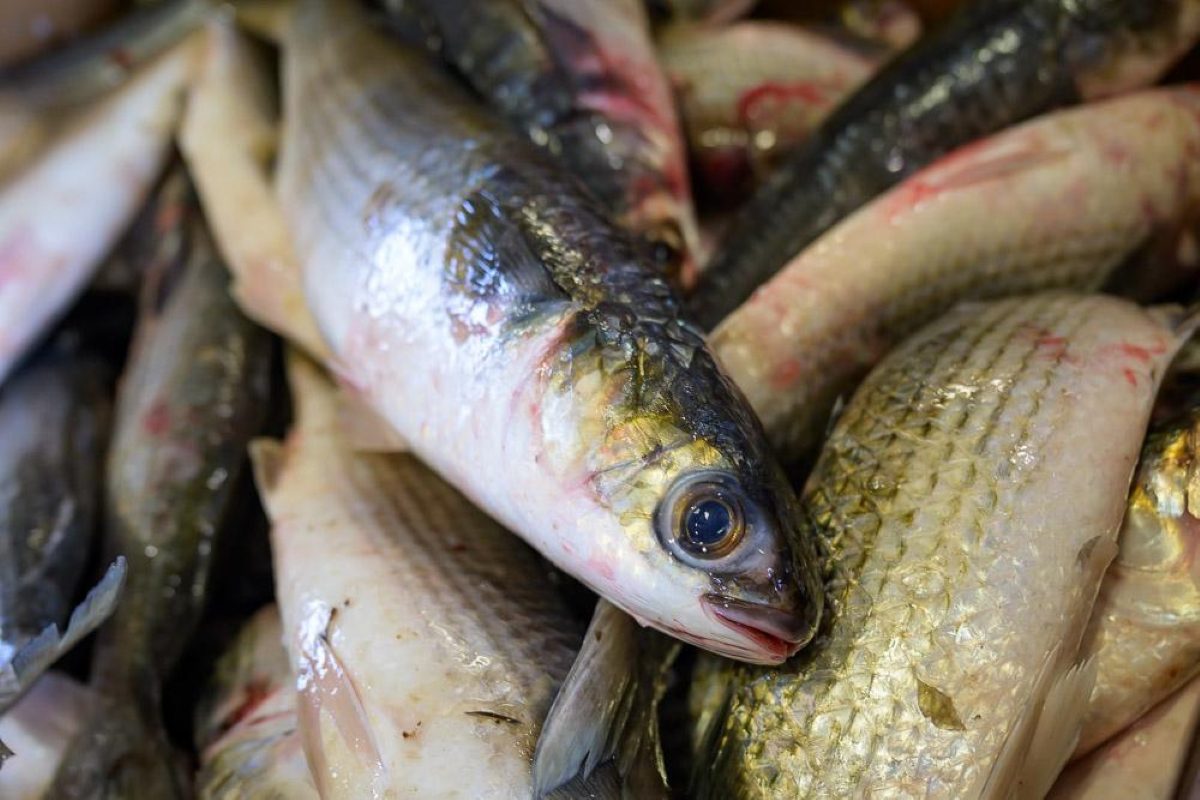 Marine Fisheries Commission to vote on mullet regulations Thursday