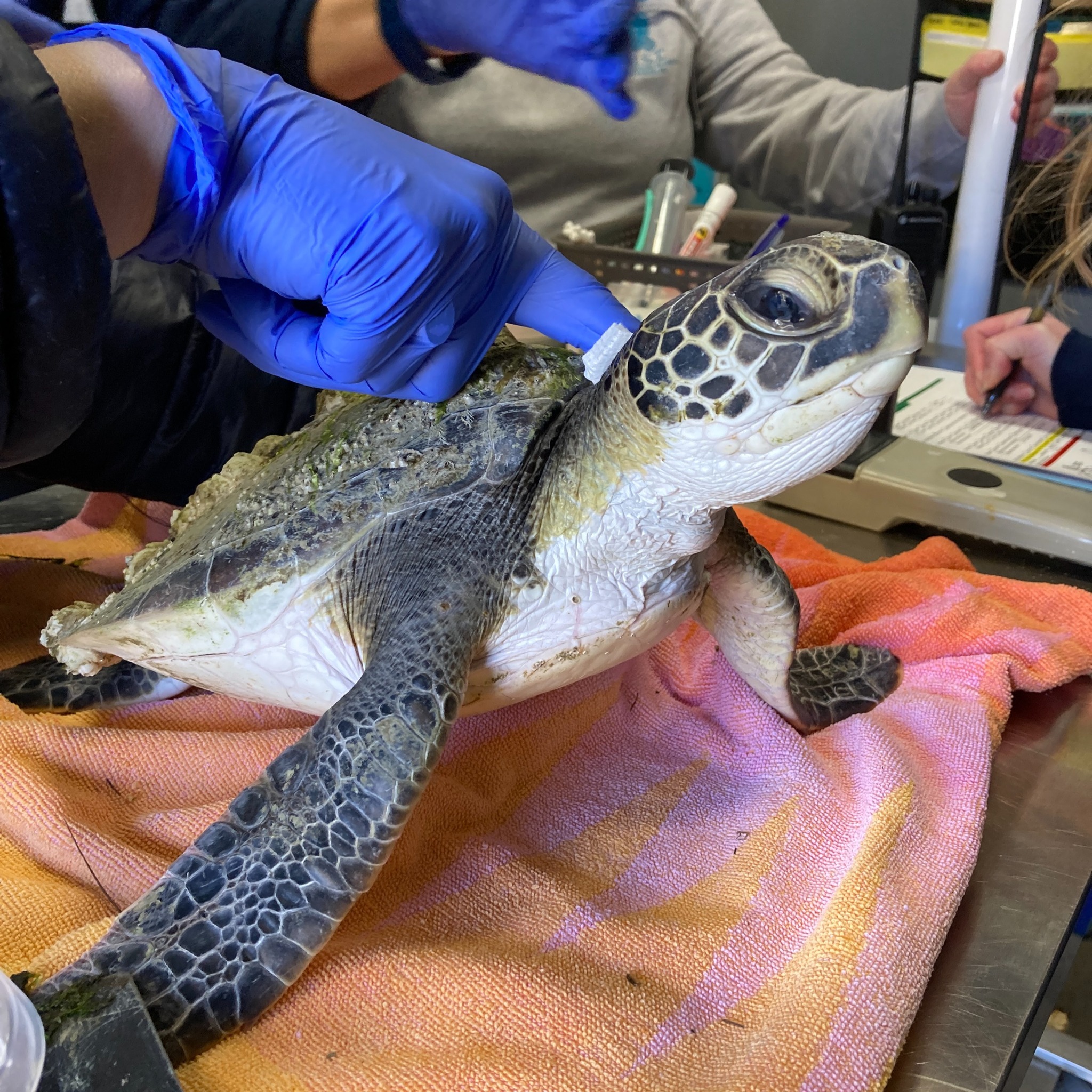 Sea Turtles Head Home after Months of Rehabilitation | Island Free Press